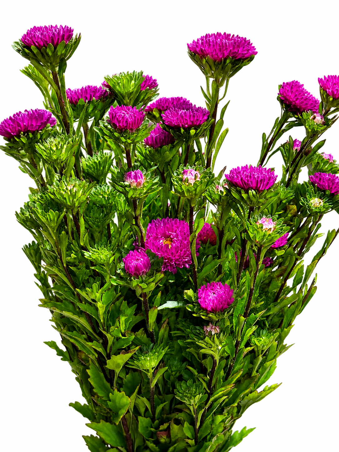 Callistephus chinensis CH
