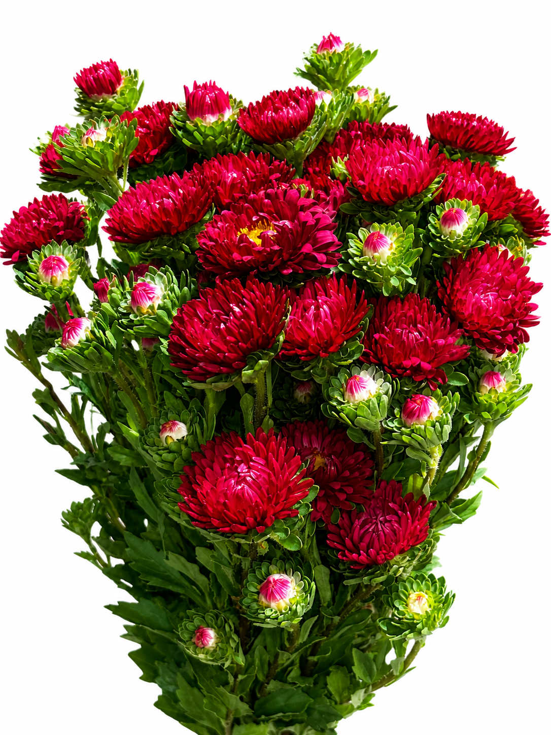 Callistephus chinensis CH