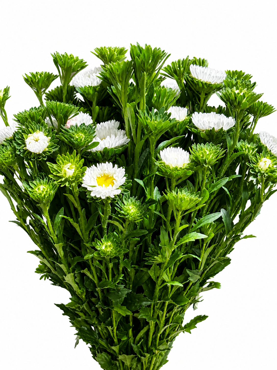 Callistephus chinensis CH