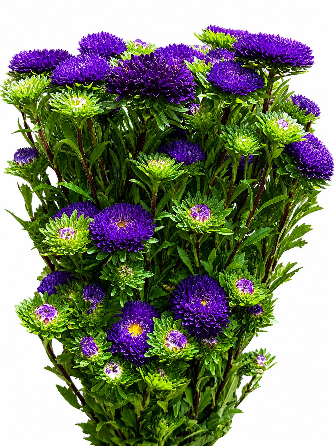 Callistephus chinensis CH