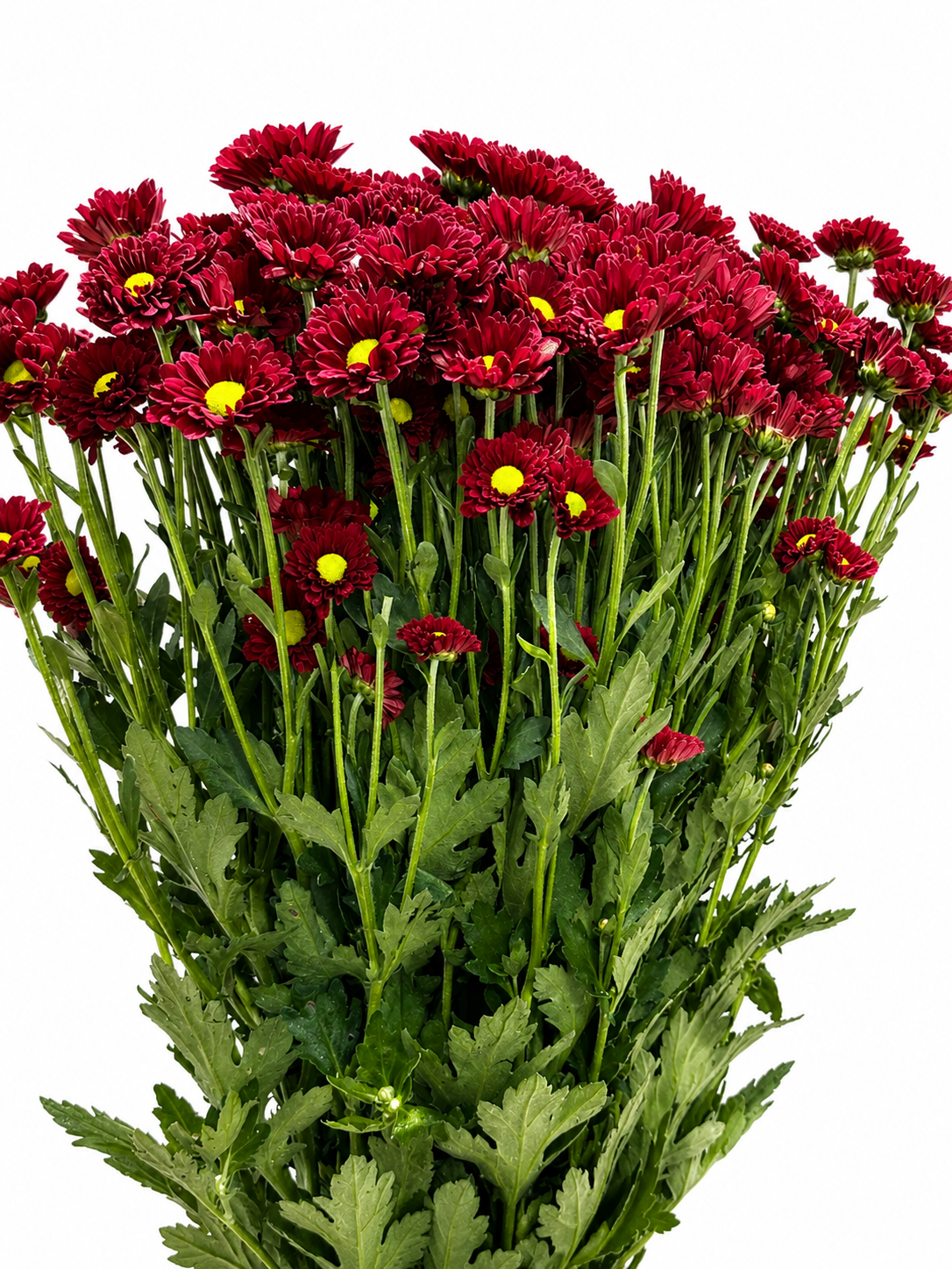 Chrysanthemum santini einfach