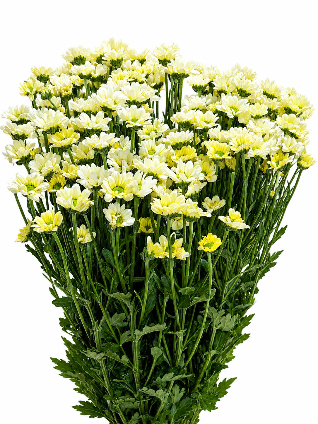 Chrysanthemum santini einfach