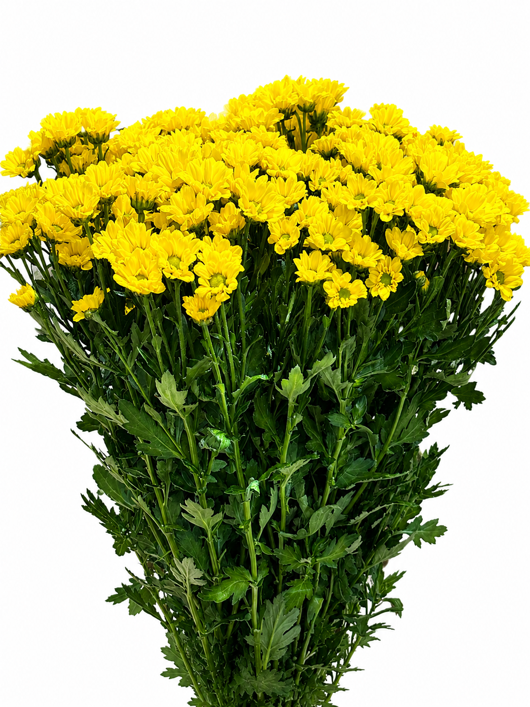 Chrysanthemum santini einfach