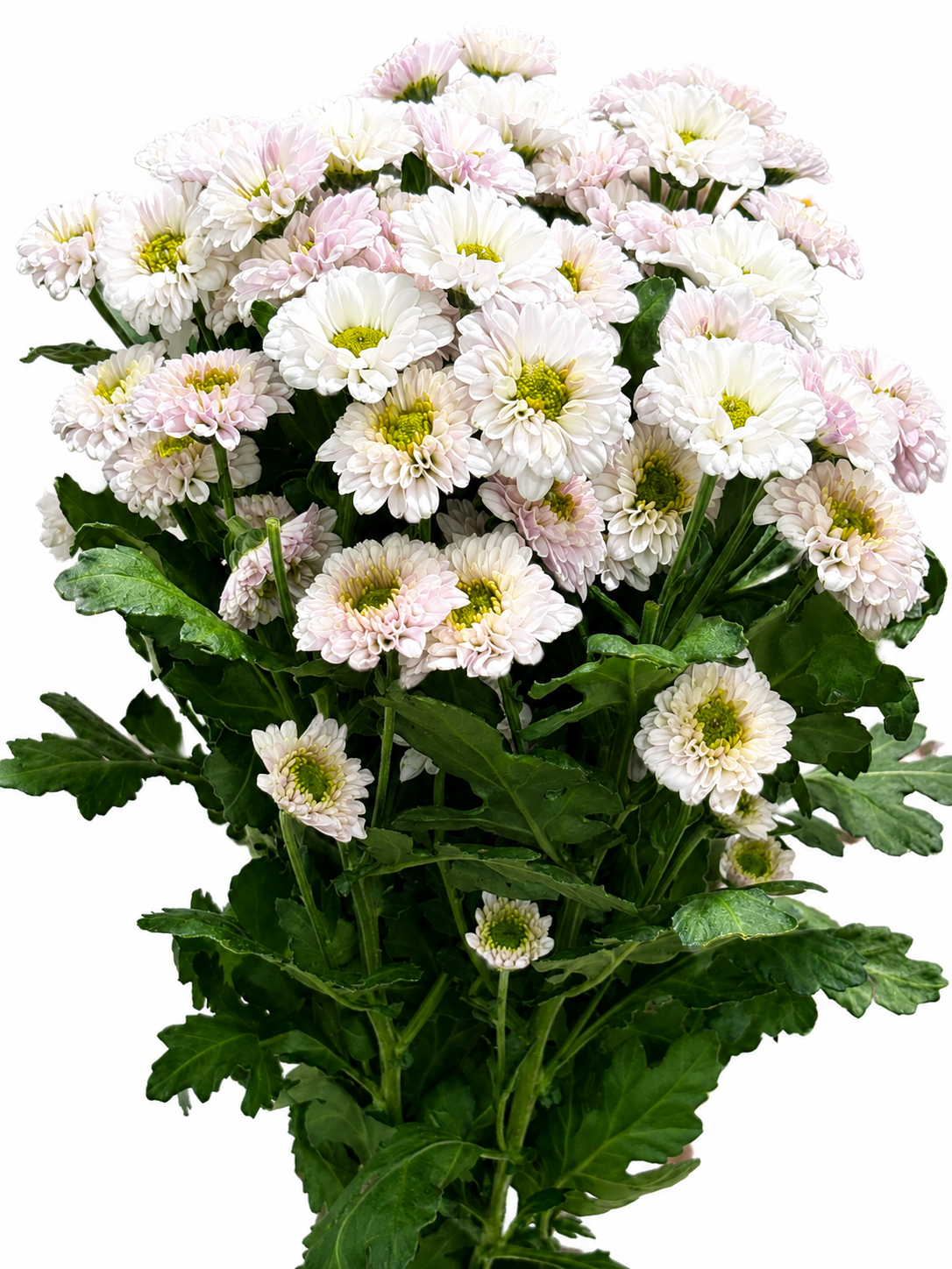 Chrysanthemum santini einfach