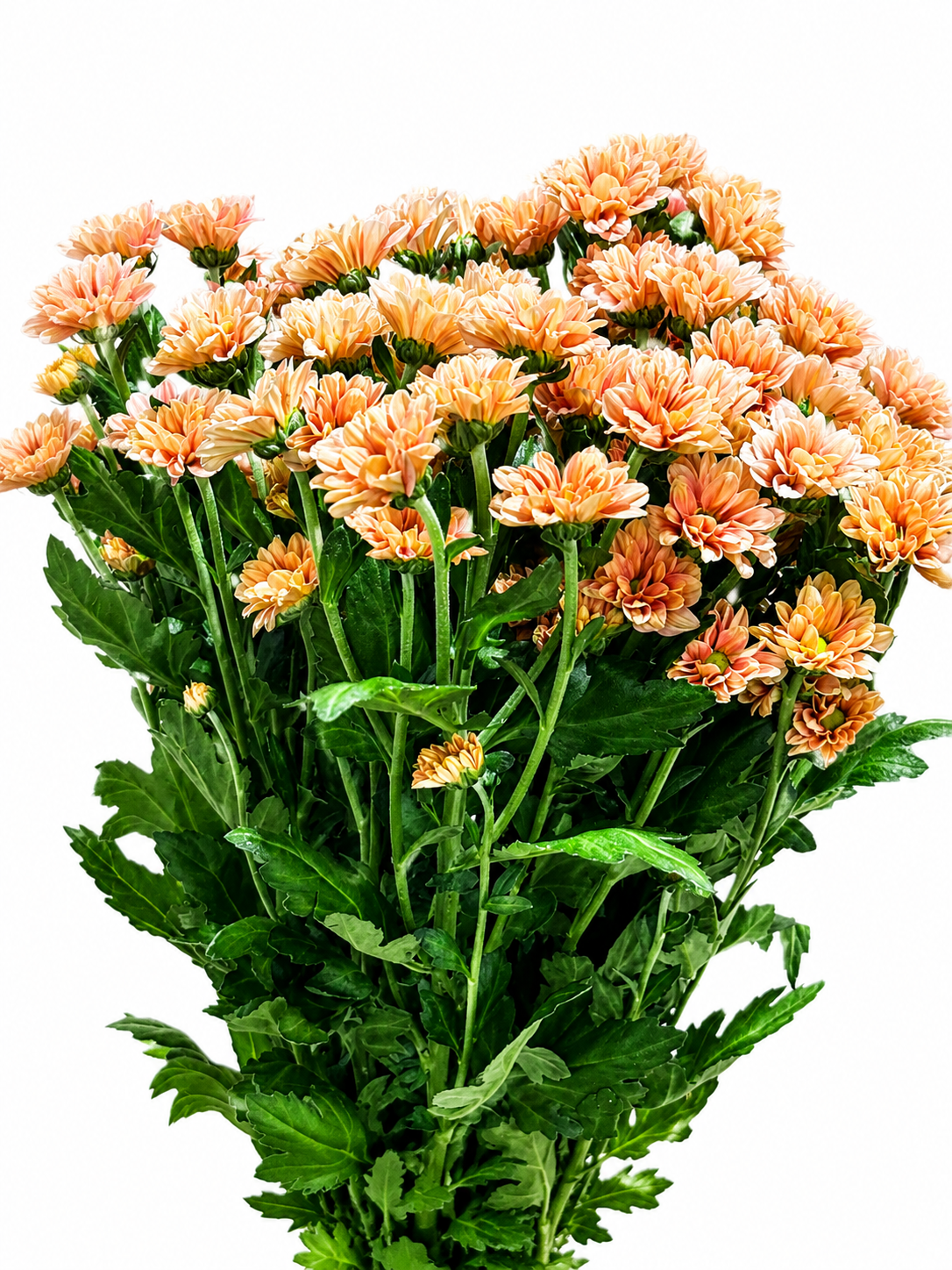 Chrysanthemum santini einfach