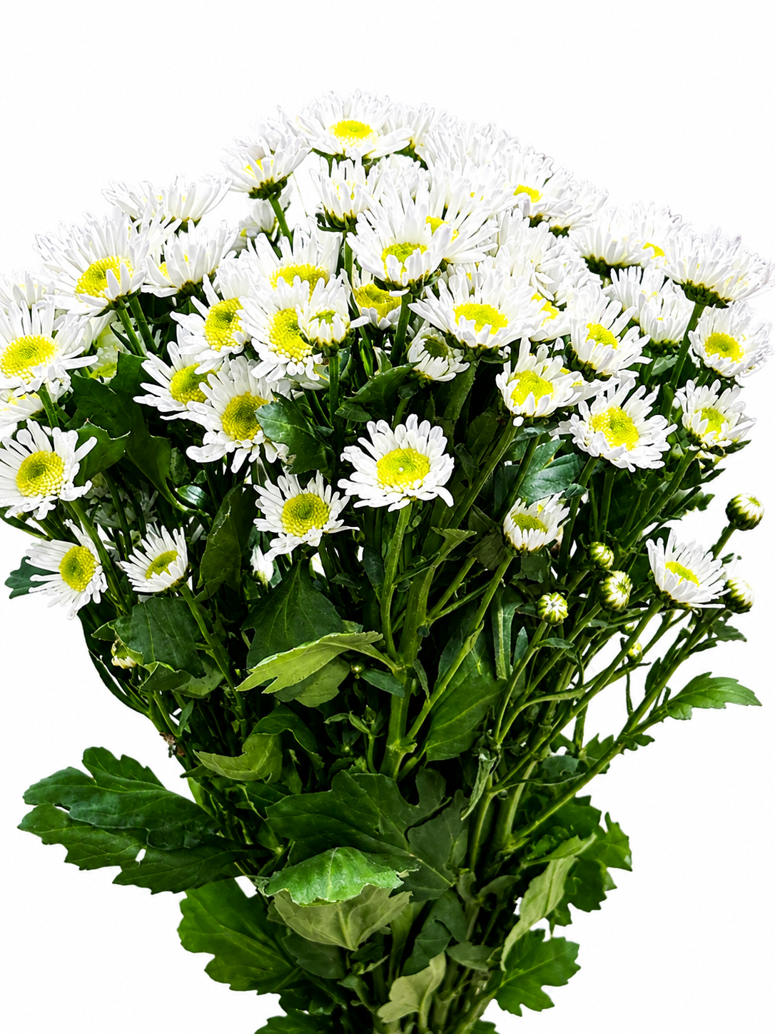Chrysanthemum santini einfach