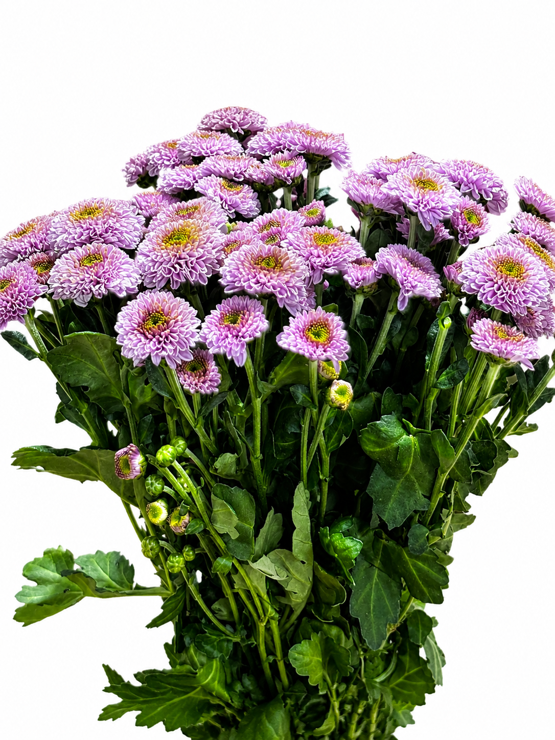 Chrysanthemum santini gefüllt