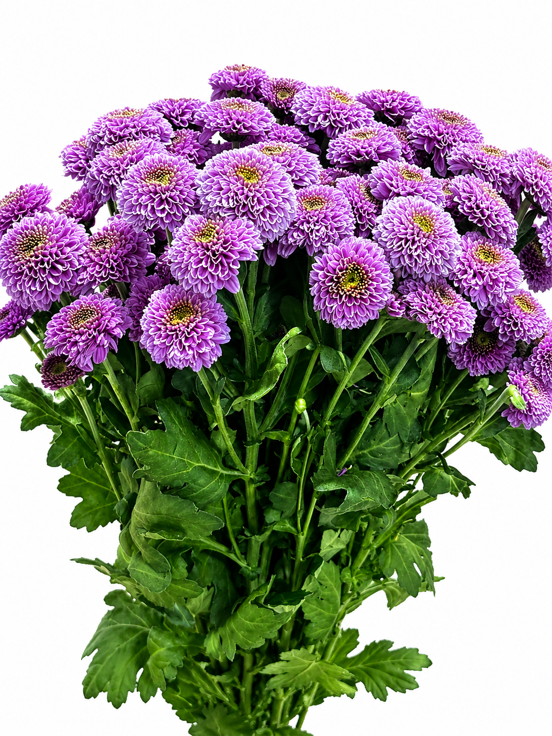 Chrysanthemum santini gefüllt