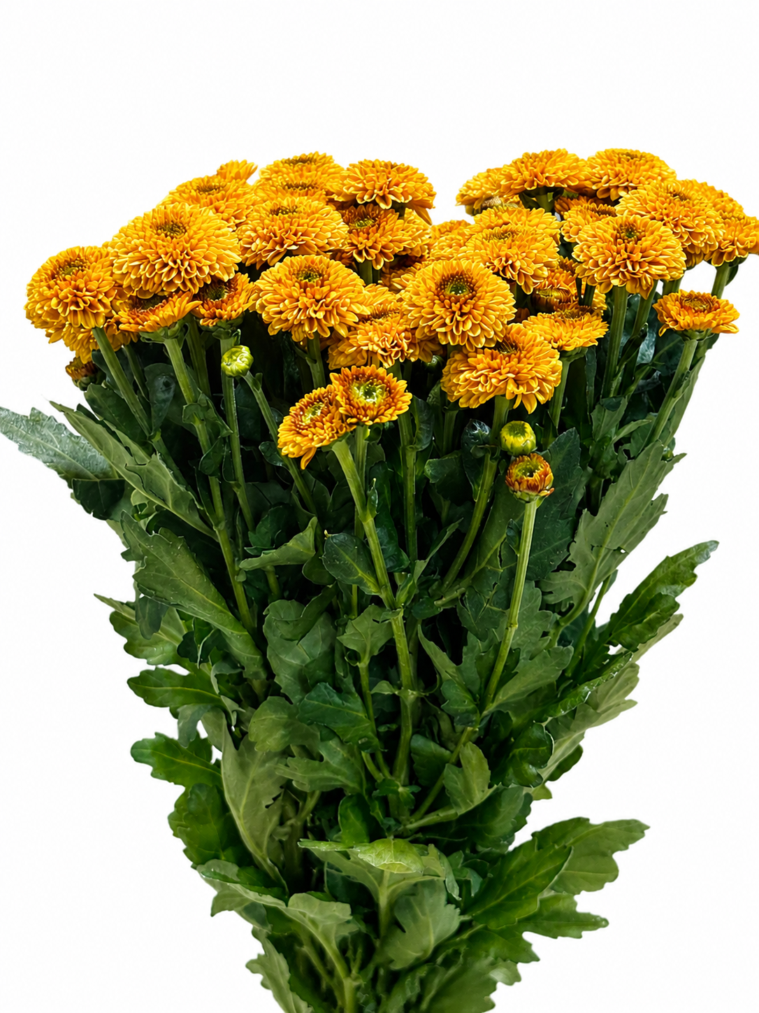 Chrysanthemum santini gefüllt