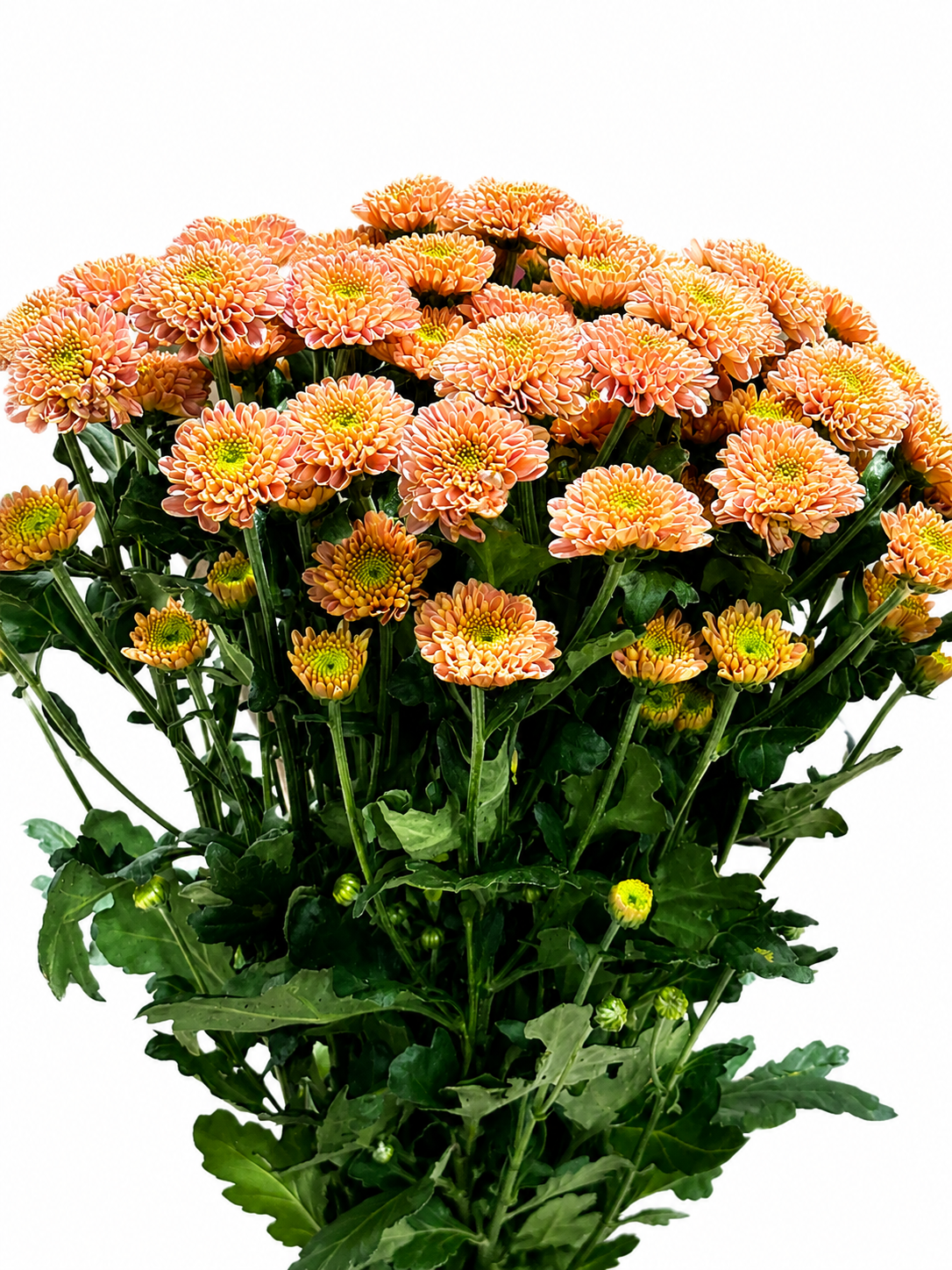 Chrysanthemum santini gefüllt