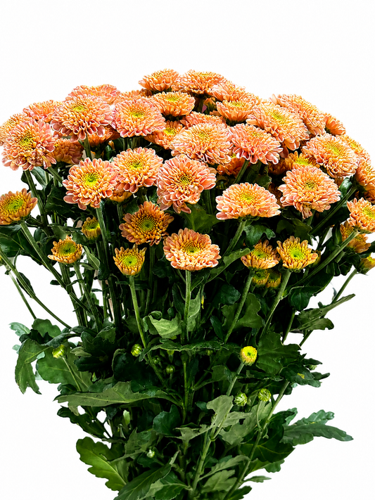 Chrysanthemum santini gefüllt