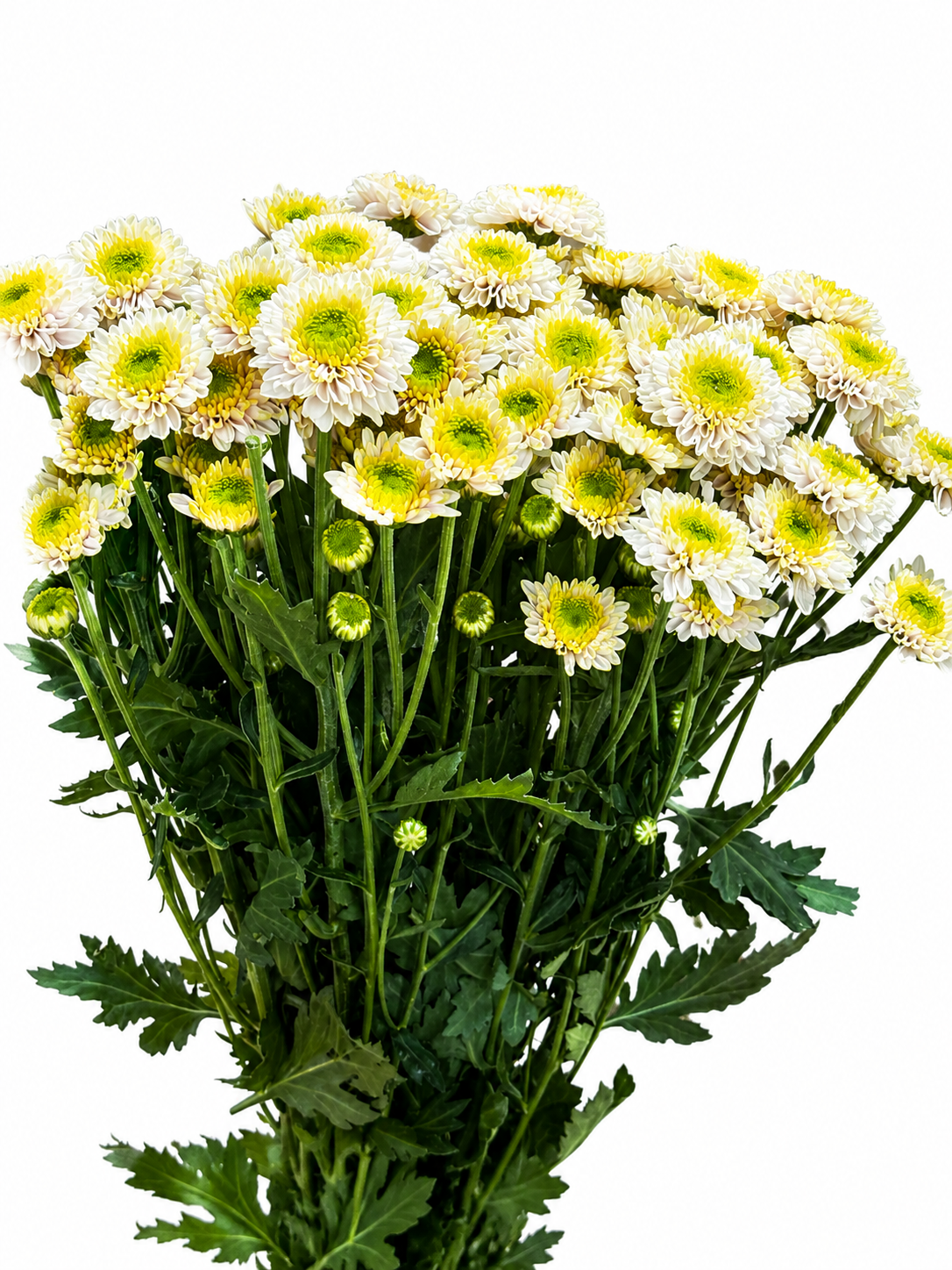 Chrysanthemum santini gefüllt