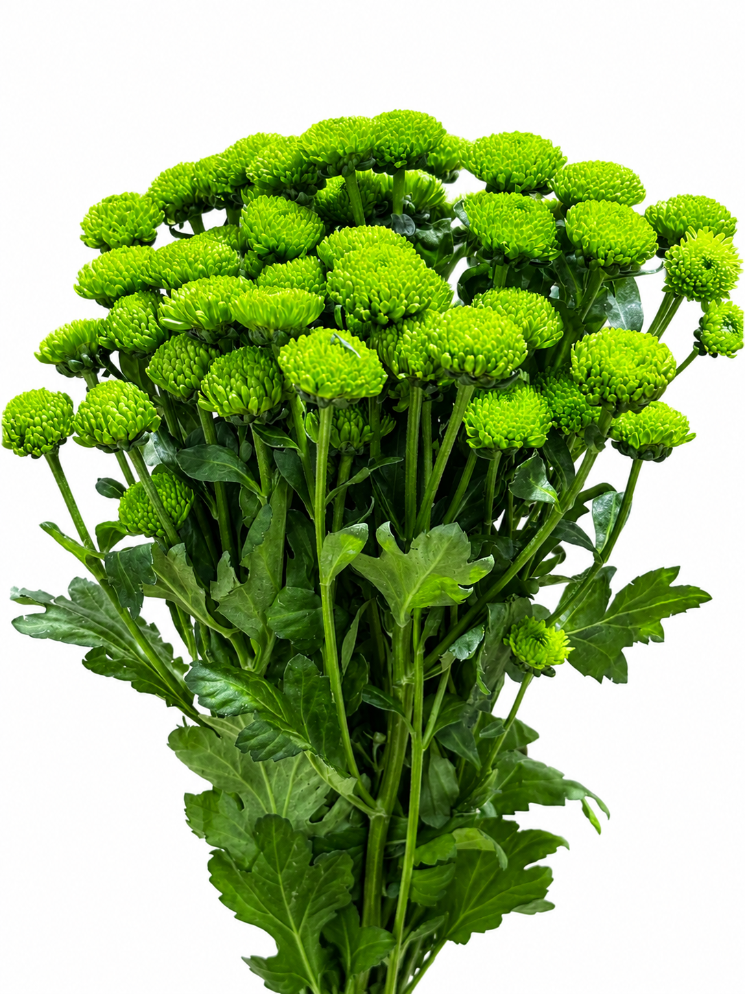 Chrysanthemum santini gefüllt