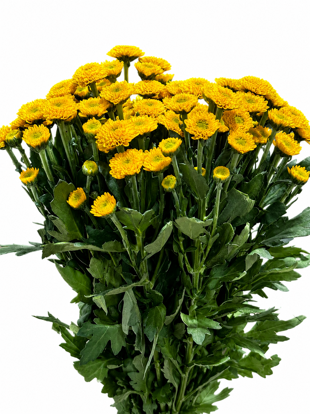 Chrysanthemum santini gefüllt