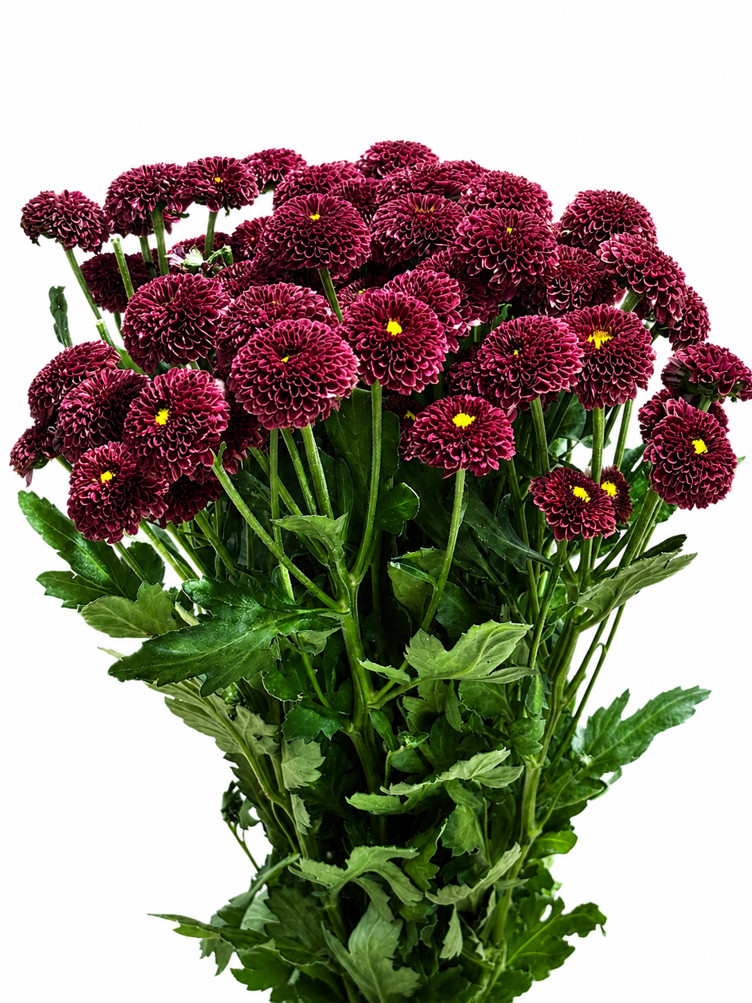 Chrysanthemum santini gefüllt