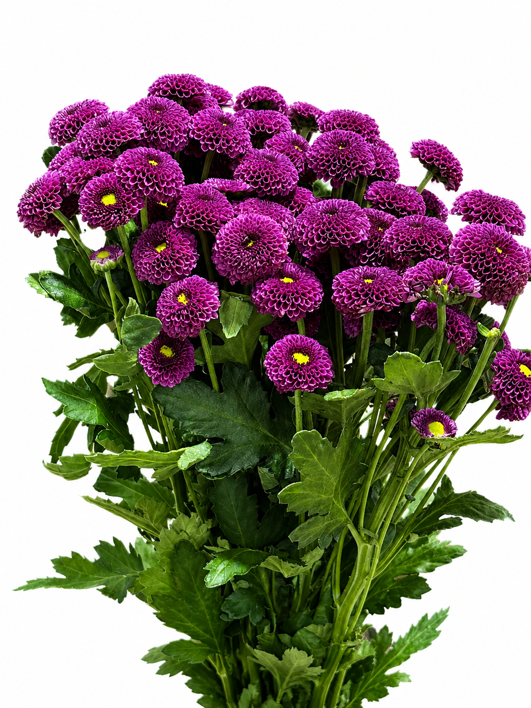 Chrysanthemum santini gefüllt