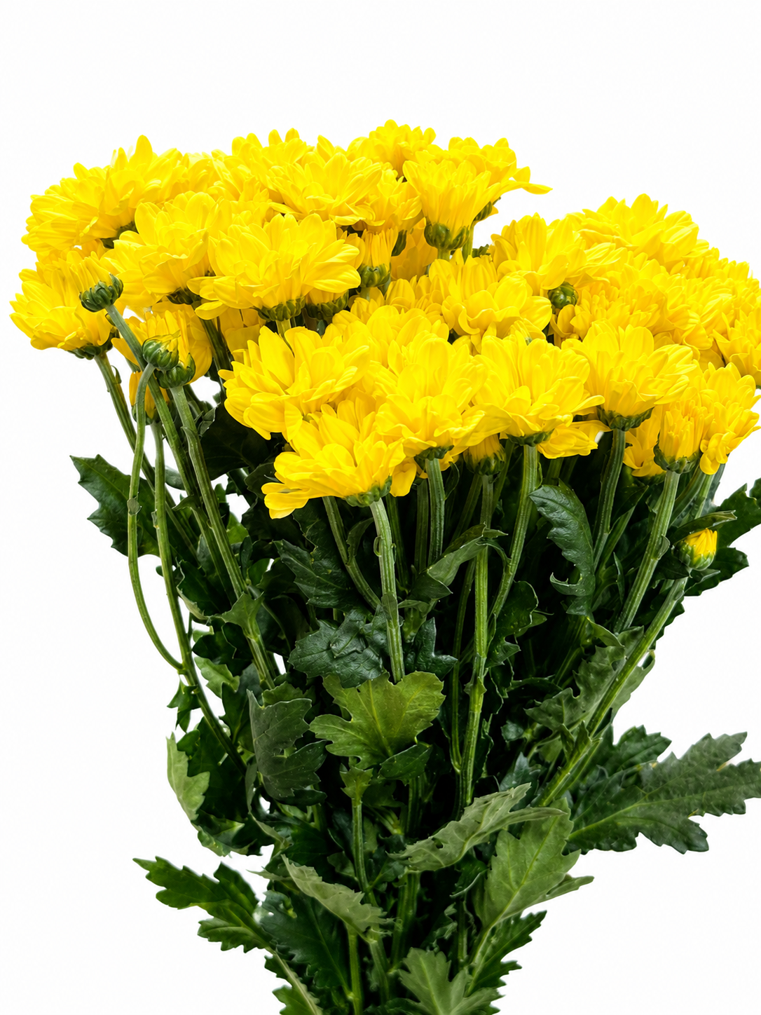 Chrysanthemum verzweigt