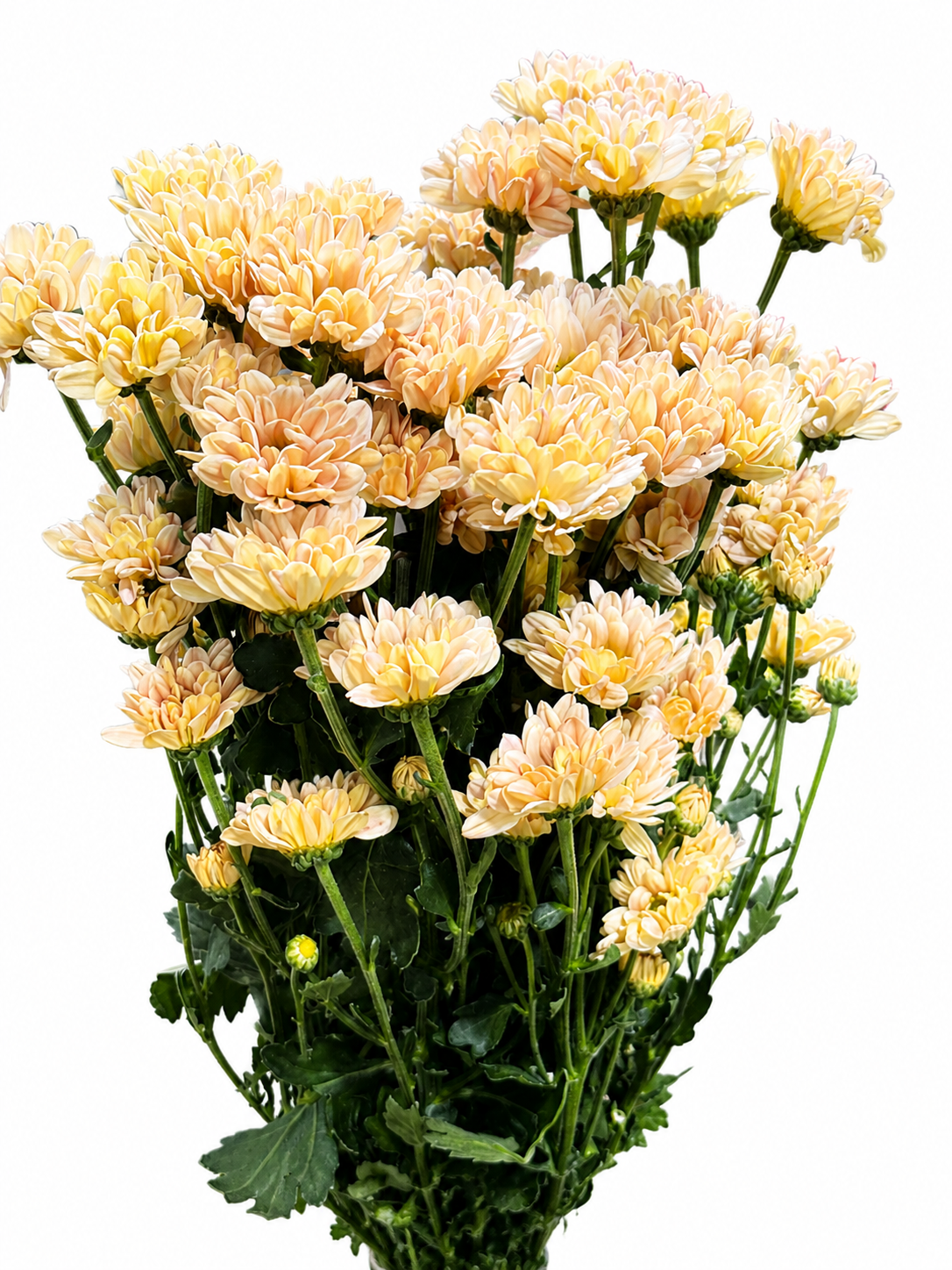 Chrysanthemum verzweigt