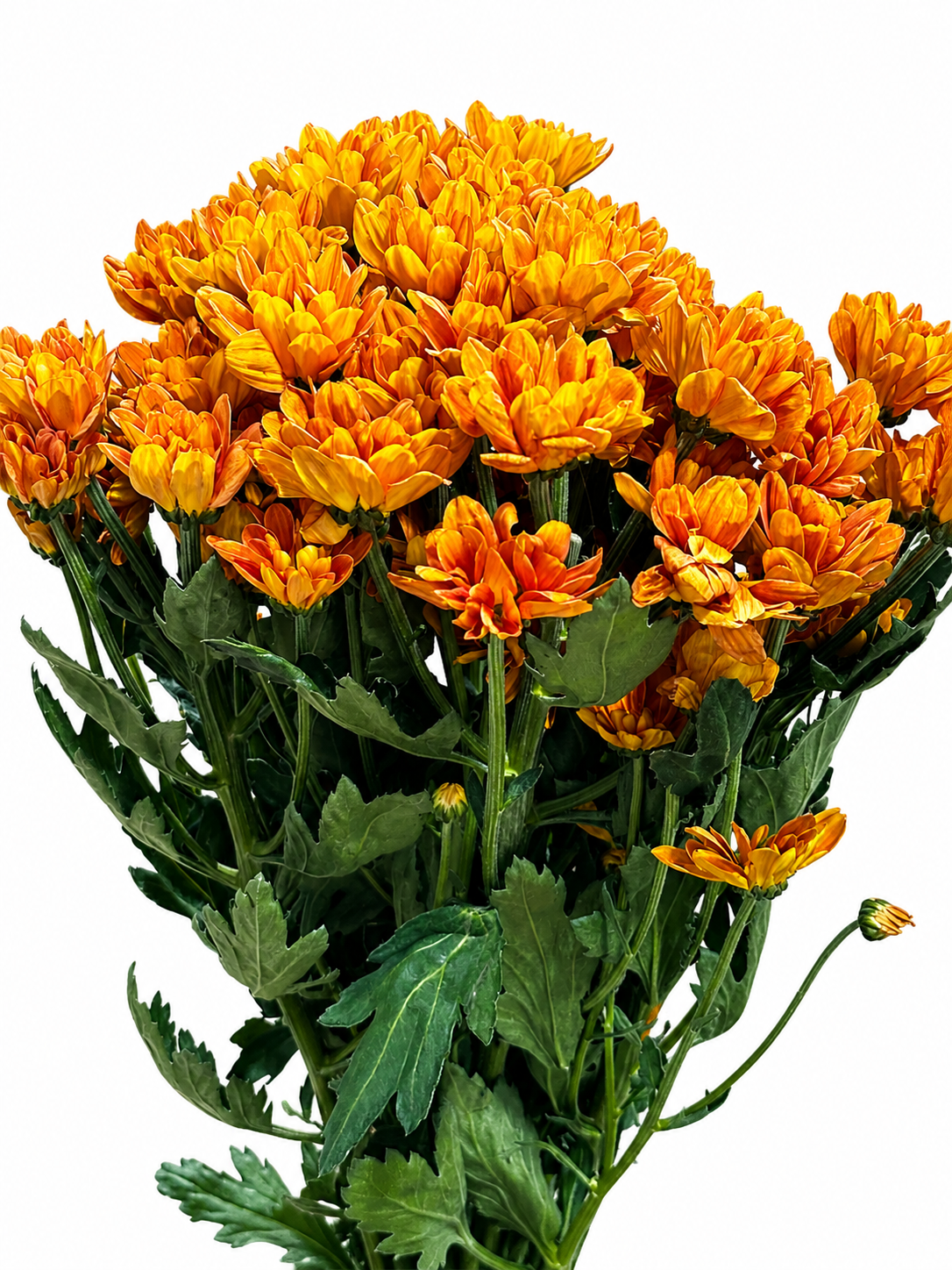 Chrysanthemum verzweigt