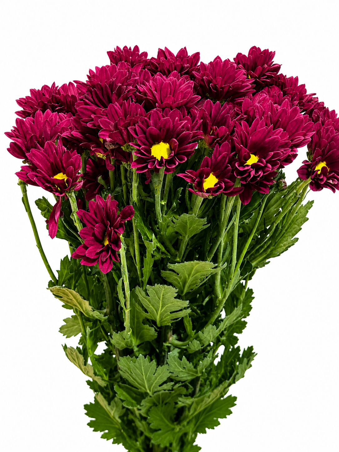 Chrysanthemum verzweigt