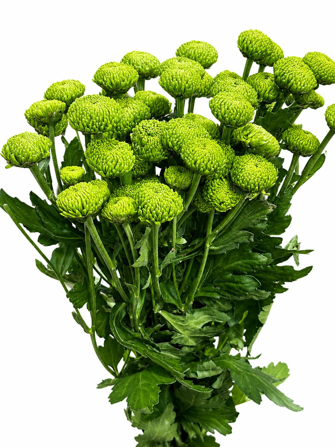 Chrysanthemum verzweigt