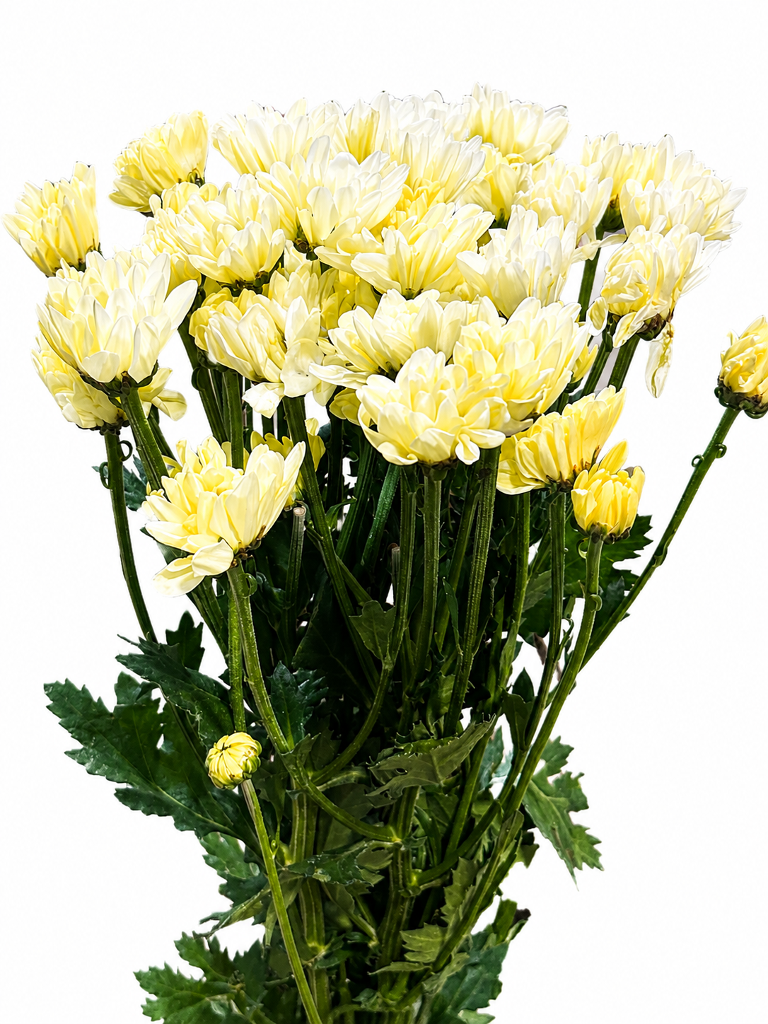 Chrysanthemum verzweigt