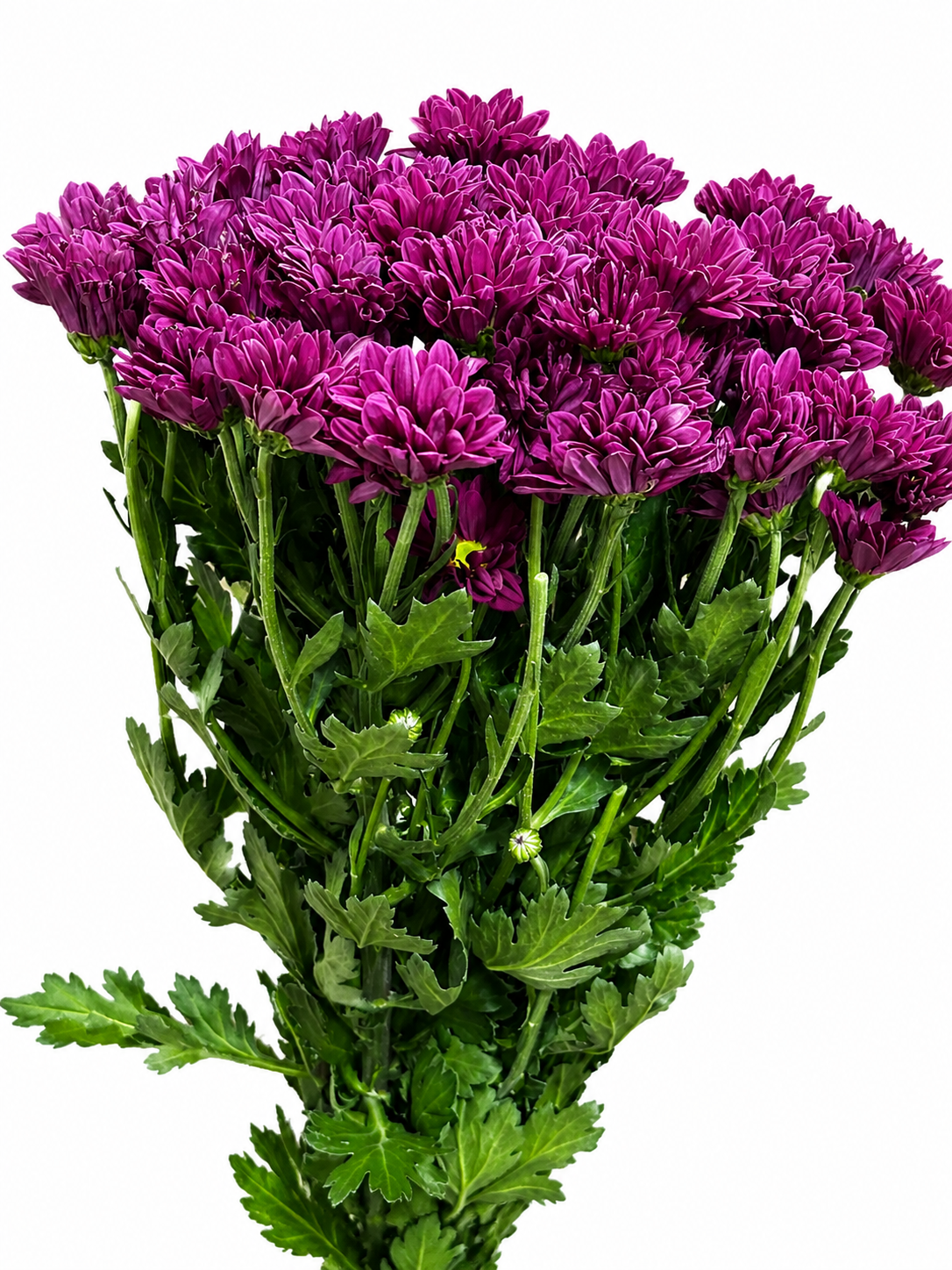 Chrysanthemum verzweigt