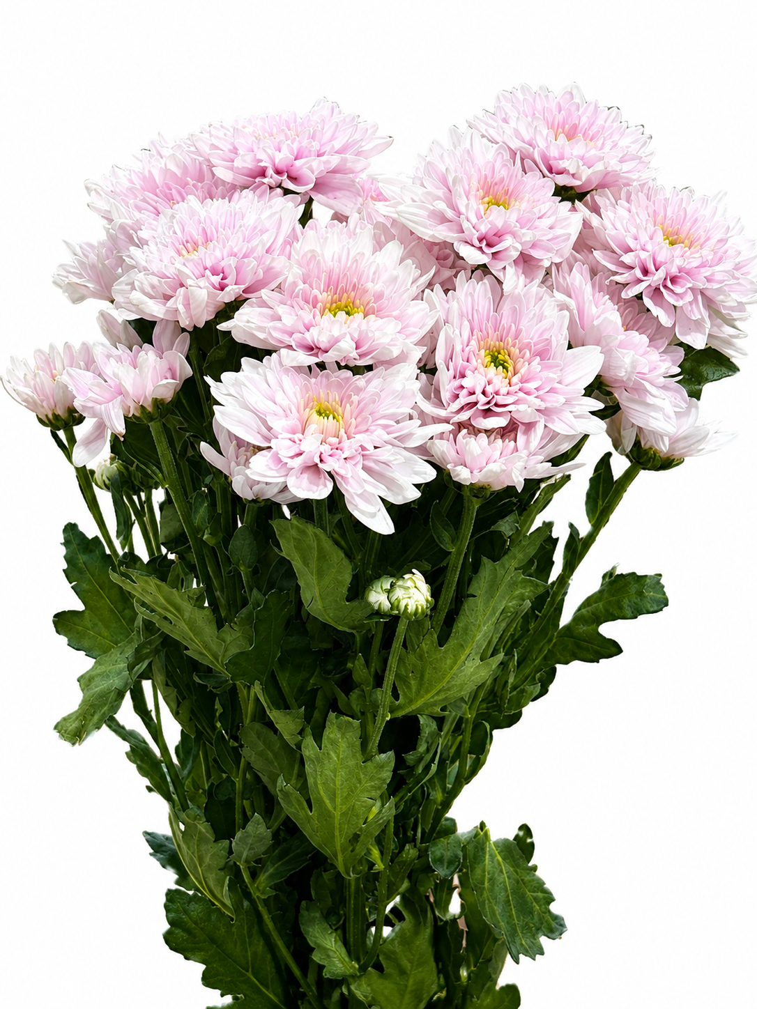 Chrysanthemum verzweigt