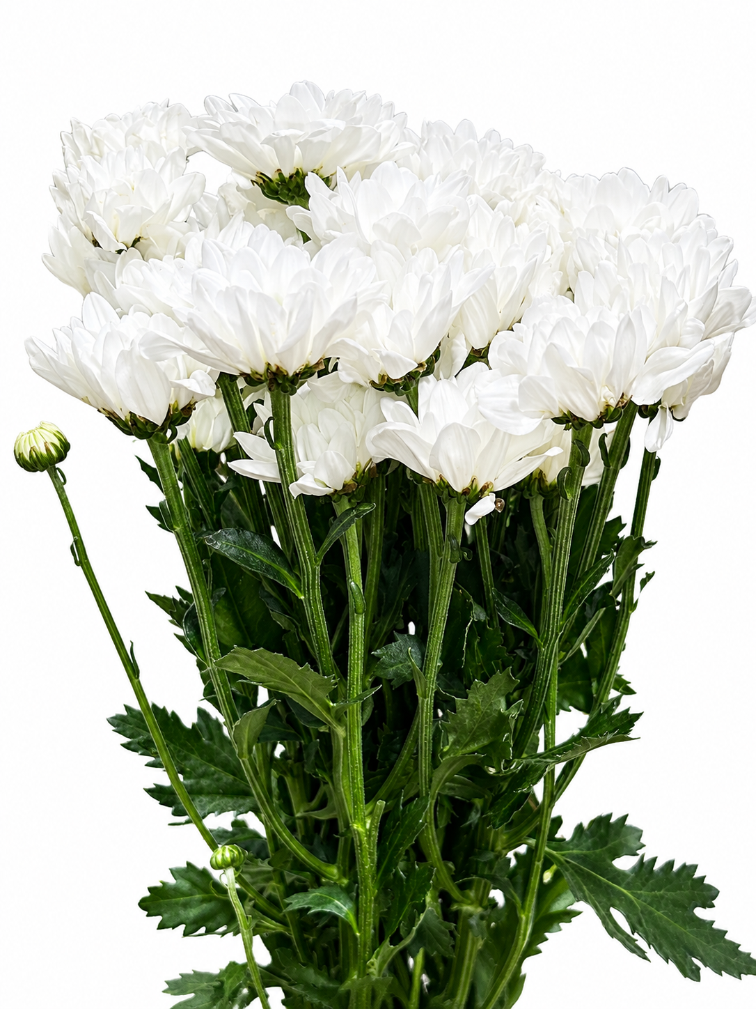 Chrysanthemum verzweigt