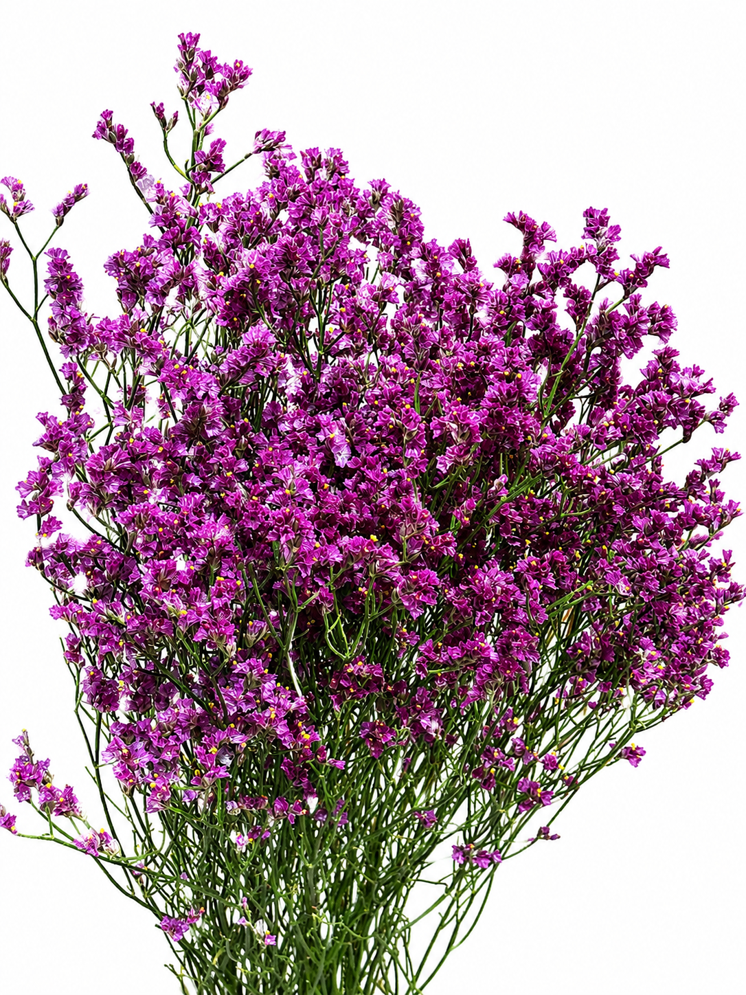 Limonium