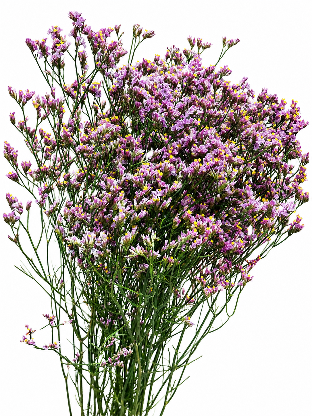 Limonium