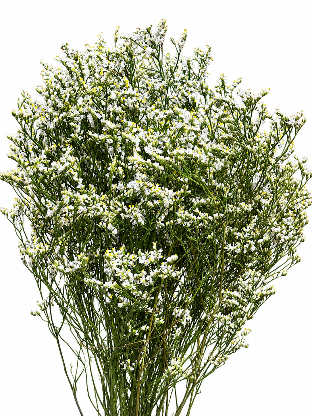 Limonium