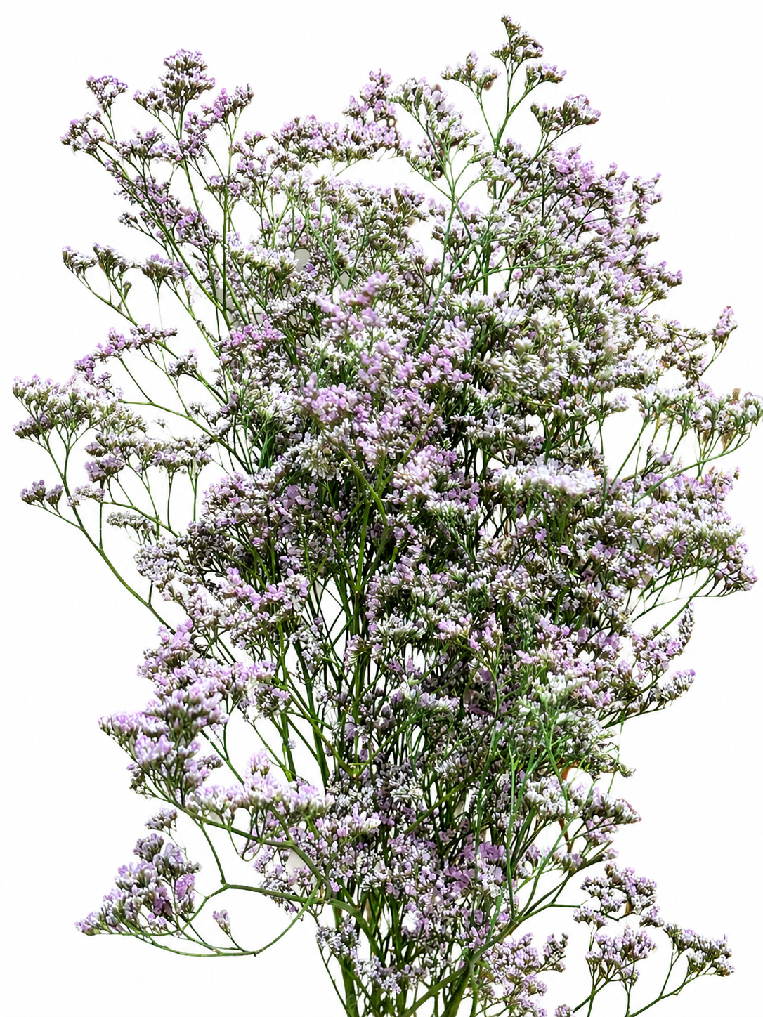 Limonium