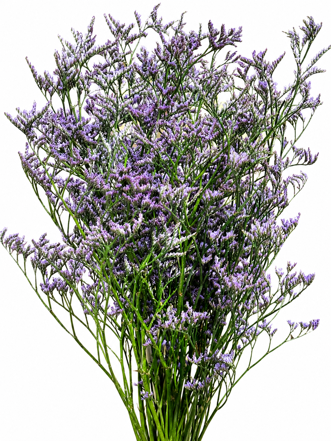 Limonium