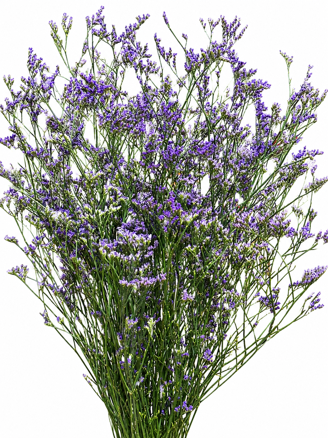 Limonium