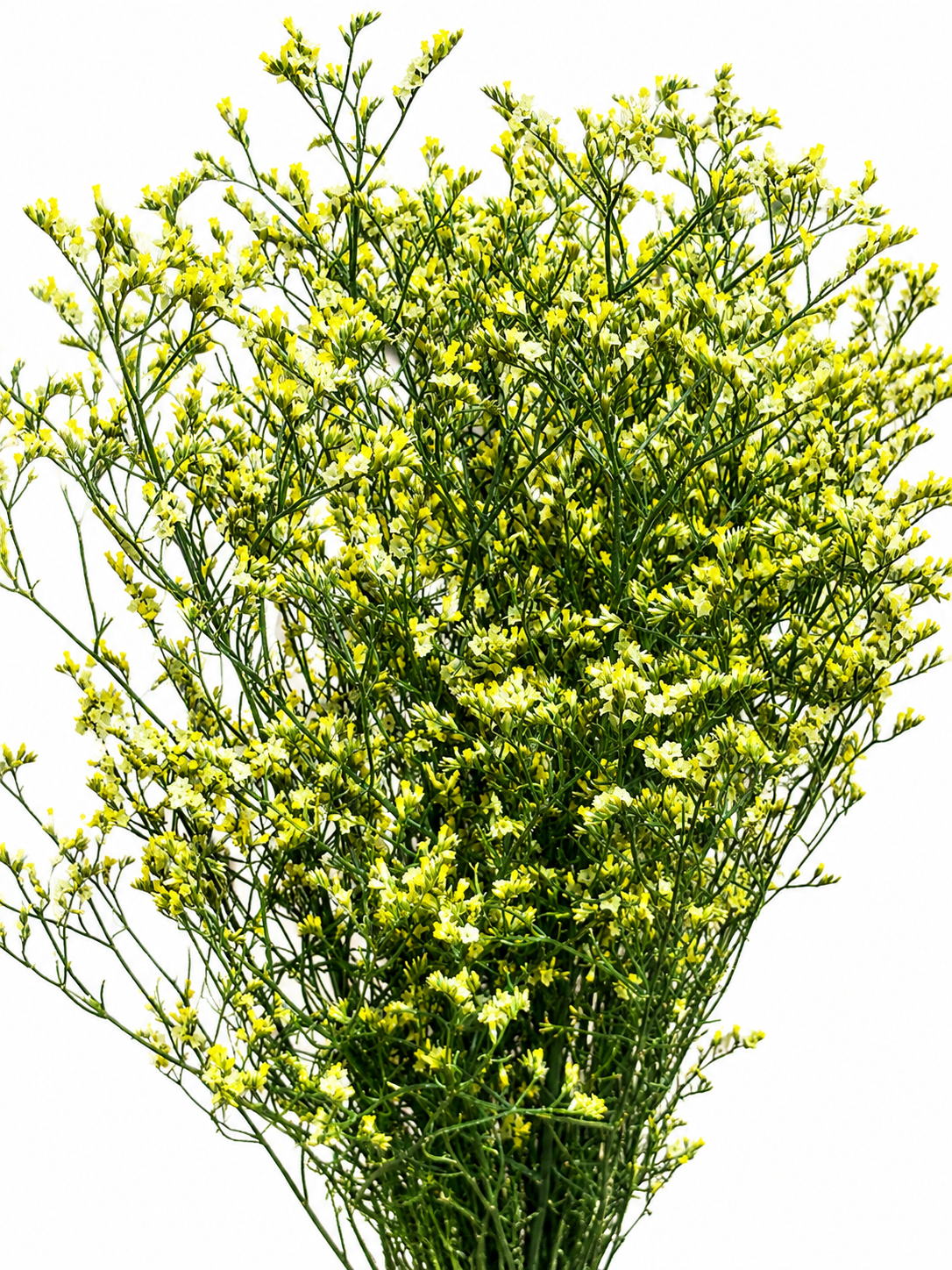 Limonium