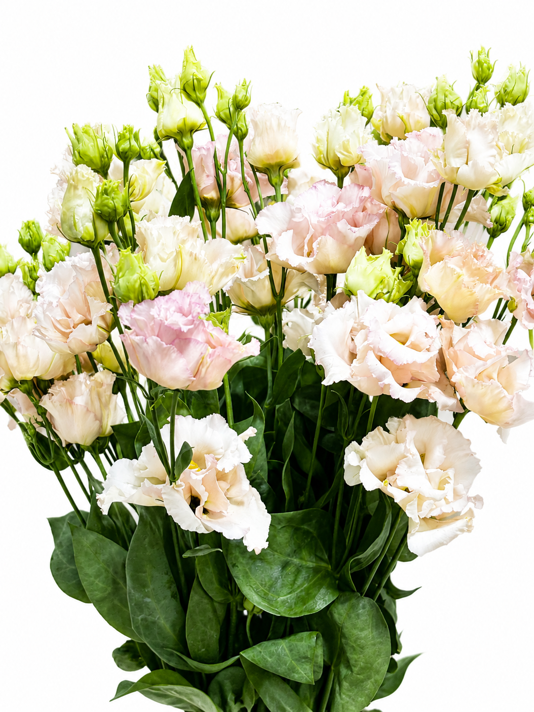 Eustoma gefüllt