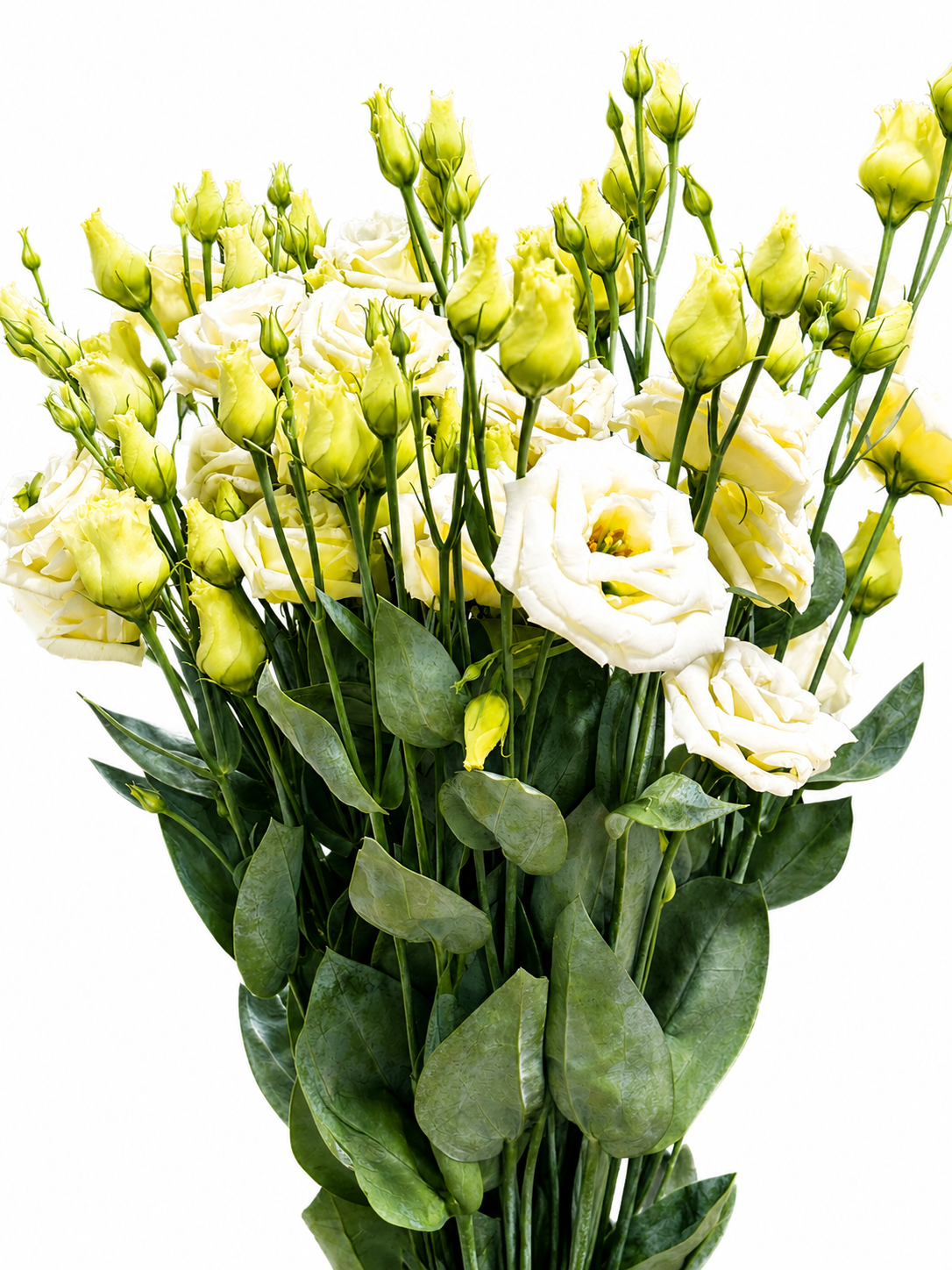 Eustoma gefüllt