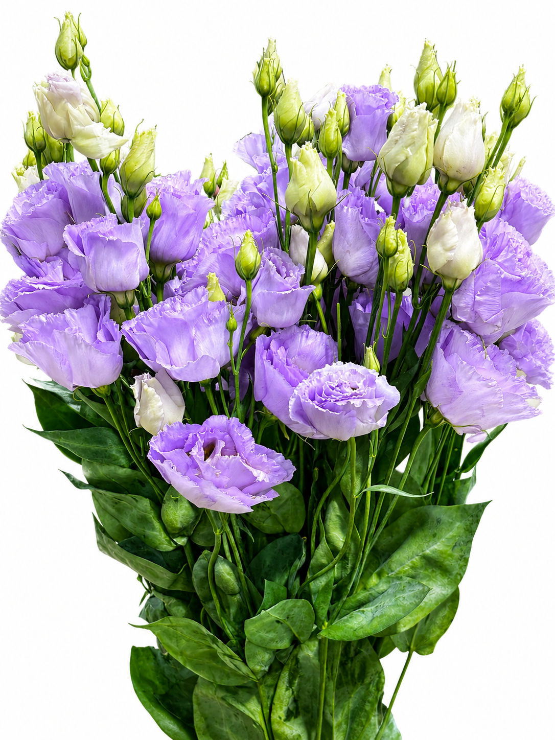 Eustoma gefüllt