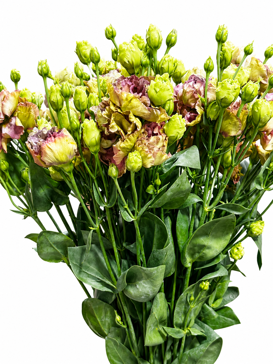 Eustoma gefüllt