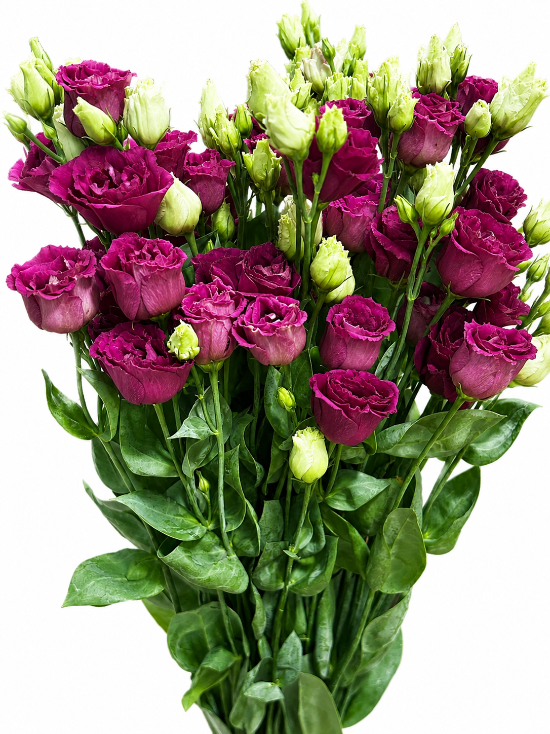 Eustoma gefüllt