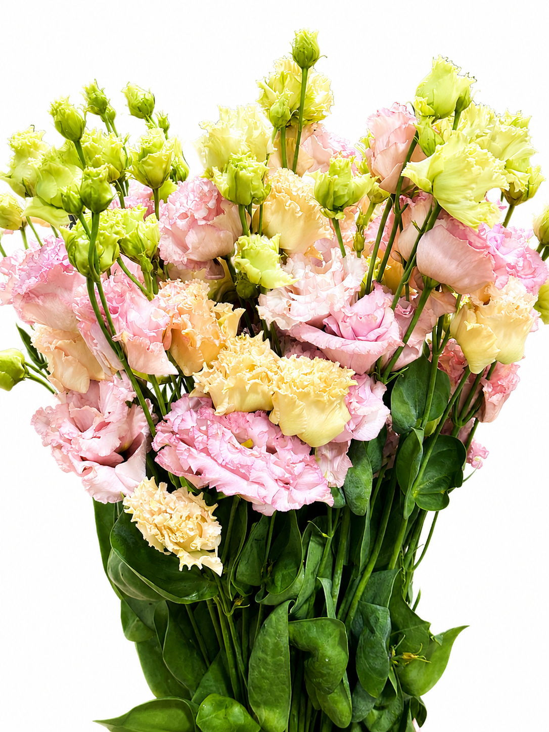 Eustoma gefüllt
