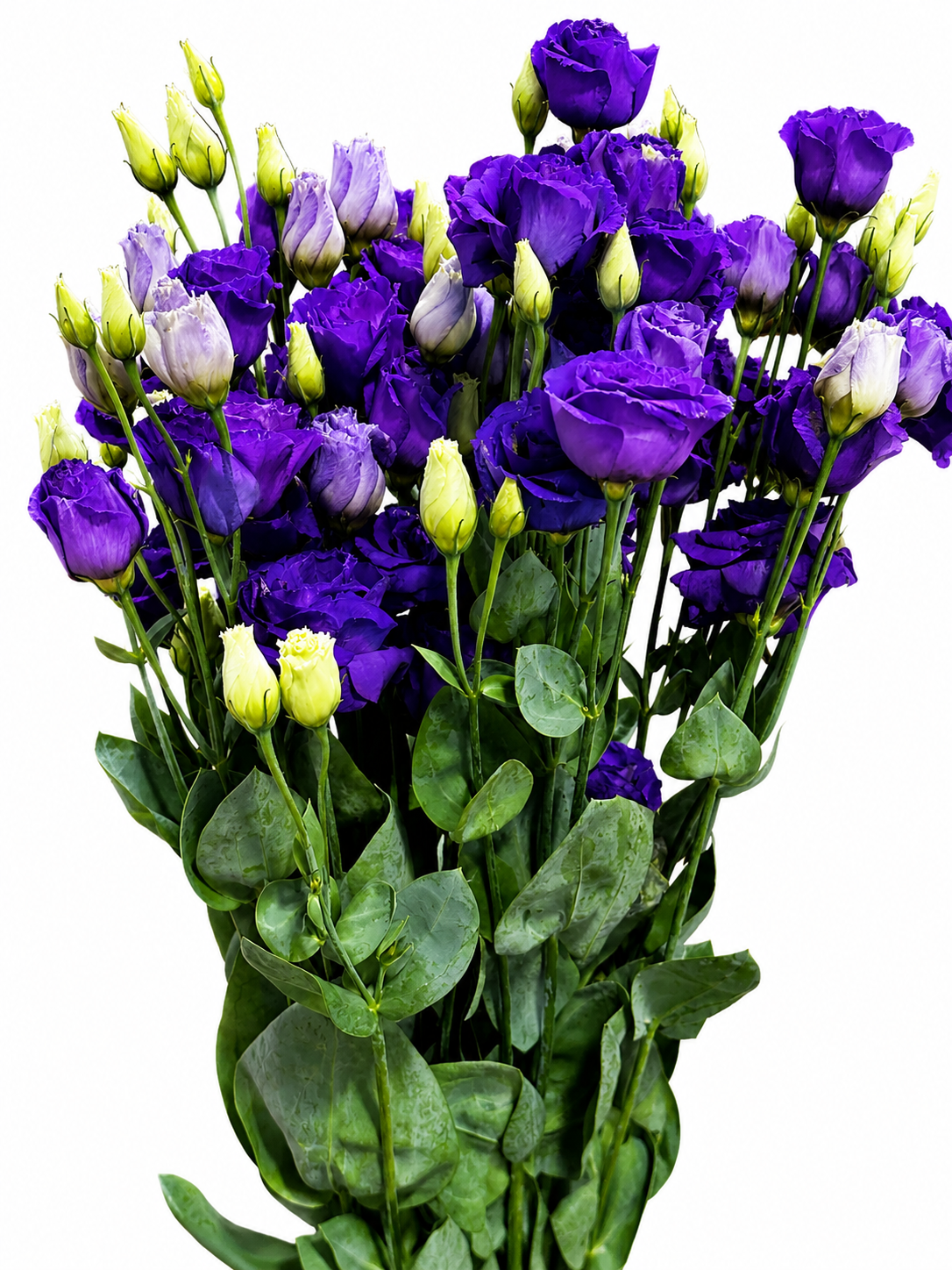 Eustoma gefüllt