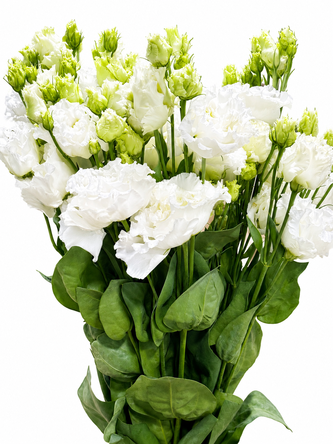 Eustoma gefüllt