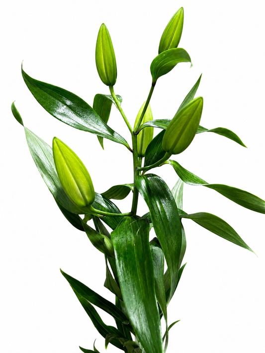 Lilien orientalisch
