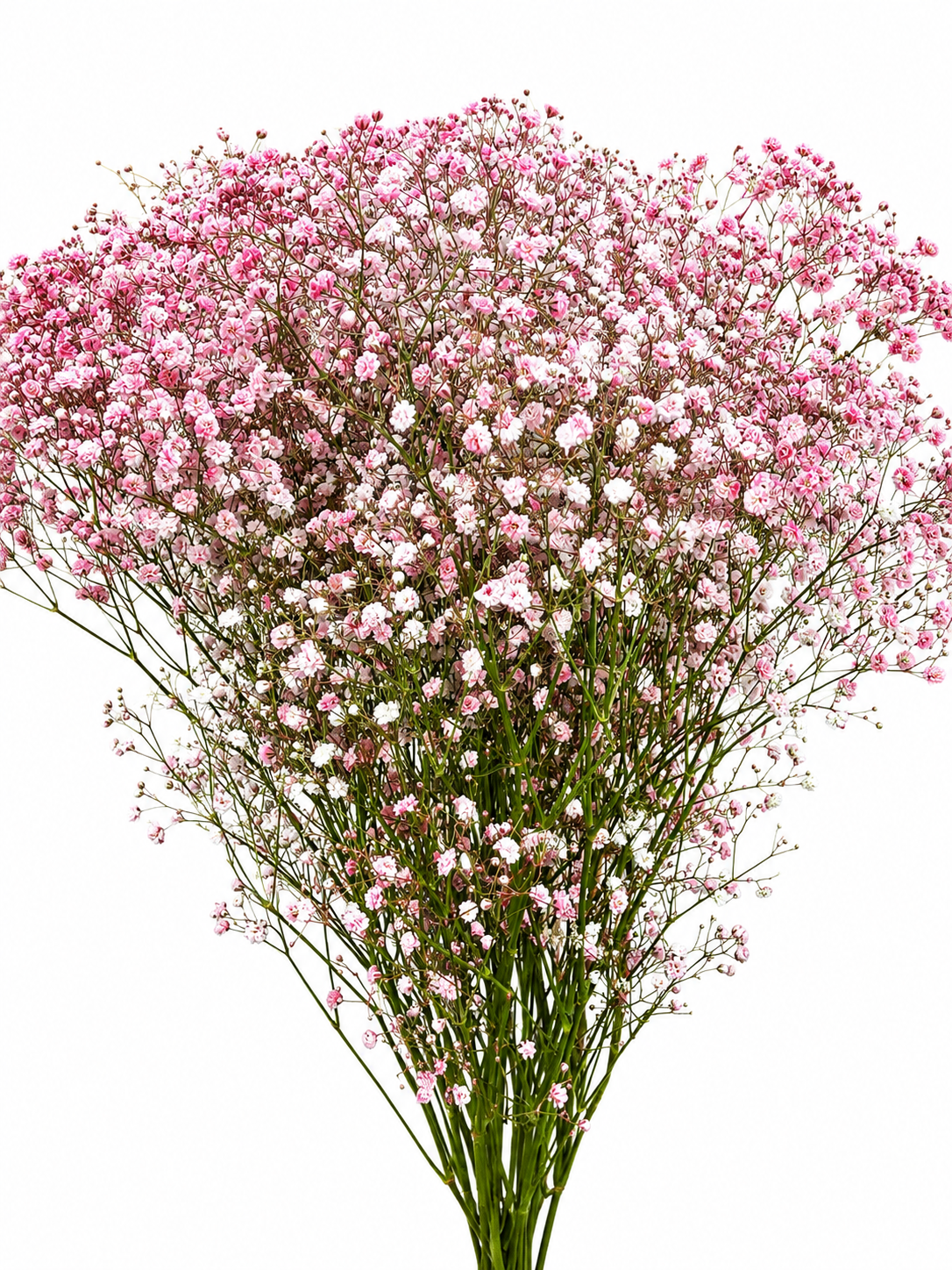Gypsophila 'Million Stars' gefärbt