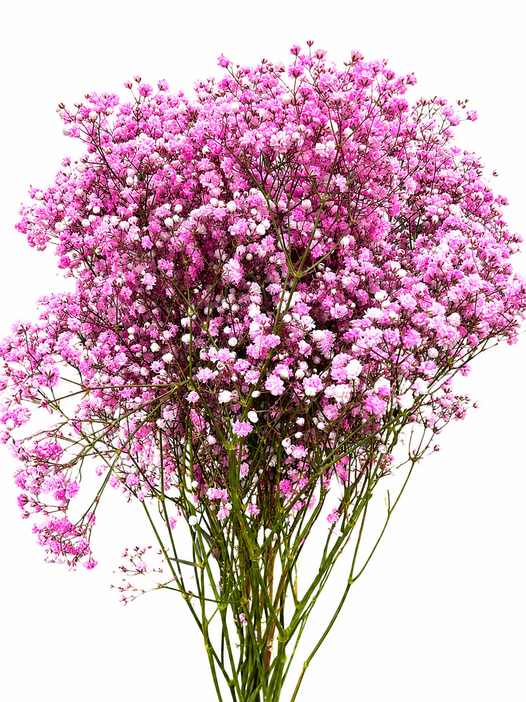 Gypsophila 'Million Stars' gefärbt