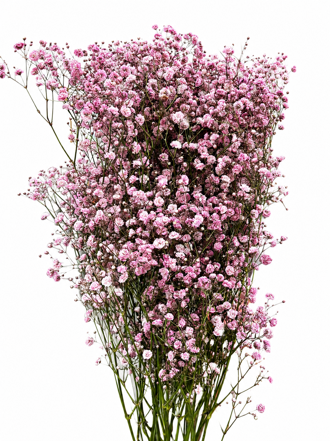 Gypsophila 'Million Stars' gefärbt