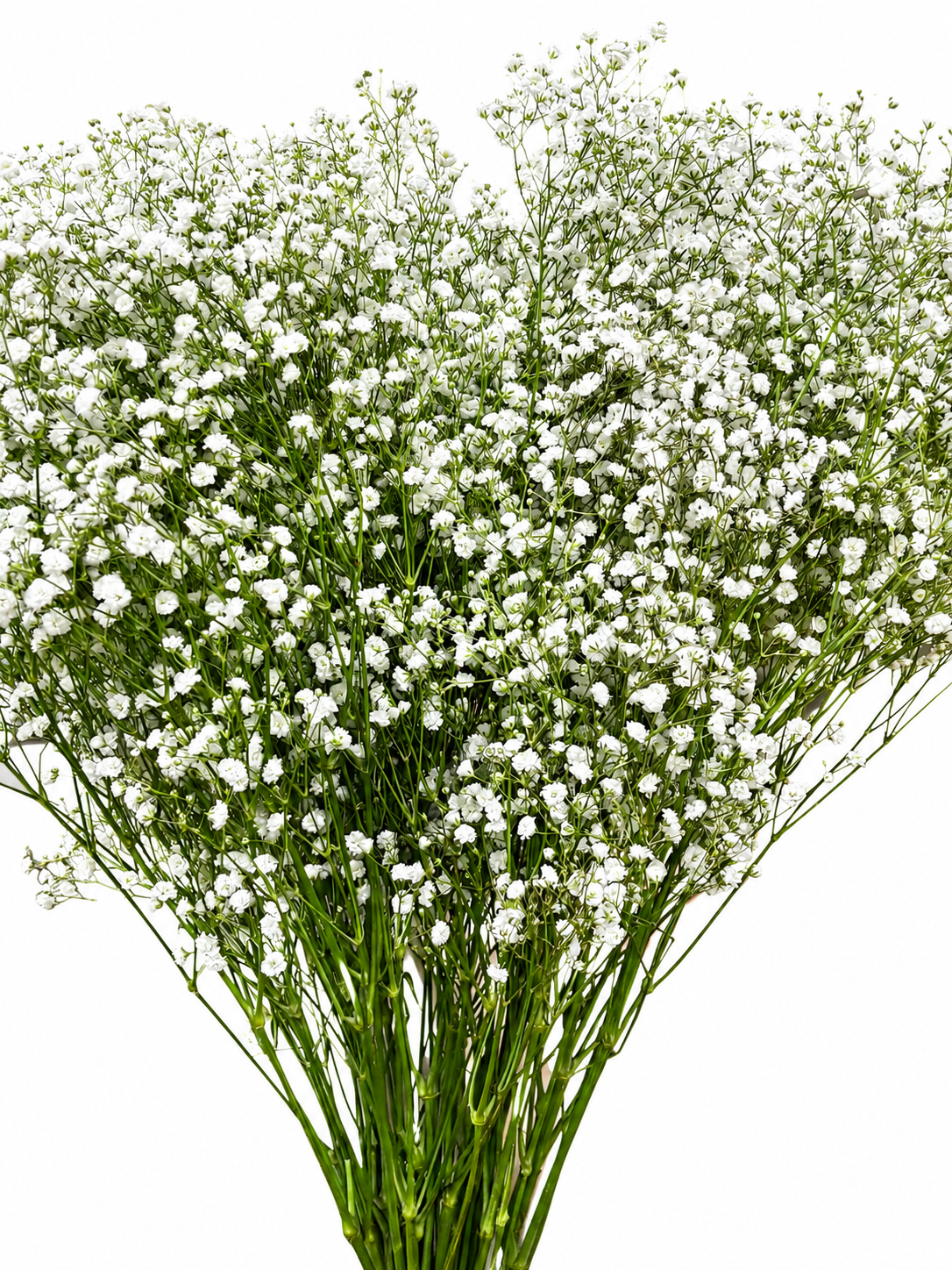 Gypsophila 'Million Stars'