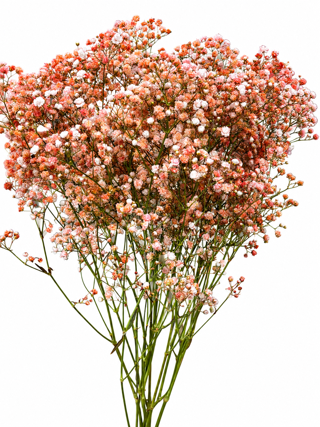 Gypsophila 'Million Stars' gefärbt